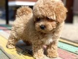 Toy Poodle Her Renk Safkan Belgeli Mikrocipli Yavrularımız