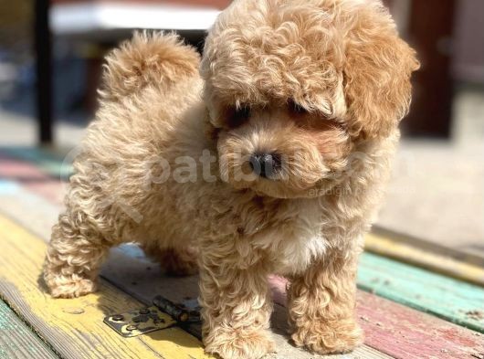 Toy Poodle Her Renk Safkan Belgeli Mikrocipli Yavrularımız görsel