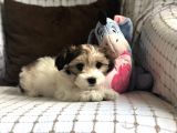 Yakışıklı Morkie