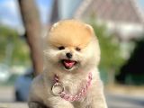 Ayıcık Surat Boo Pomeranian Yavrular