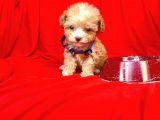 Teacup Maltipoo F2 Orjinal Yavrular