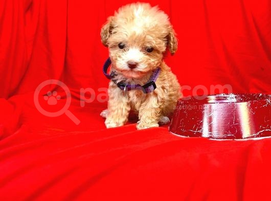 Teacup Maltipoo F2 Orjinal Yavrular görsel