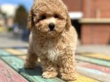 Toy Poodle Her Renk Safkan Belgeli Mikrocipli Yavrularımız
