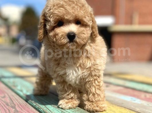 Toy Poodle Her Renk Safkan Belgeli Mikrocipli Yavrularımız görsel