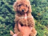 Red Toy Poodle Erkek Bebeğimiz