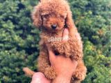 Red Toy Poodle Erkek Bebeğimiz
