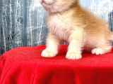 Full Şecereli Mükemmel Golden Bri̇ti̇sh Shorthai̇r
