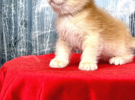 Full Şecereli Mükemmel Golden Bri̇ti̇sh Shorthai̇r görsel