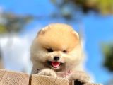 Ayıcık Surat Boo Pomeranian Yavrular