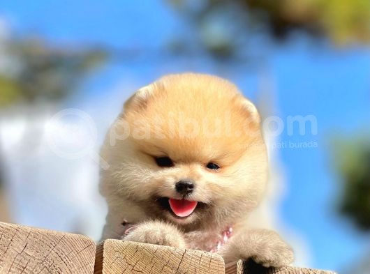 Ayıcık Surat Boo Pomeranian Yavrular görsel
