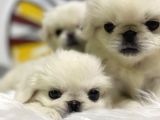 İmperial Pekinese Yavrular