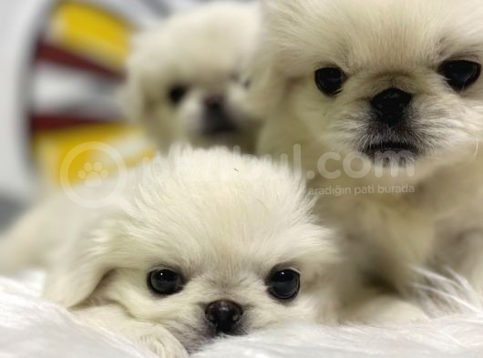İmperial Pekinese Yavrular görsel