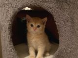 5 British Shorthair Yavrumuz