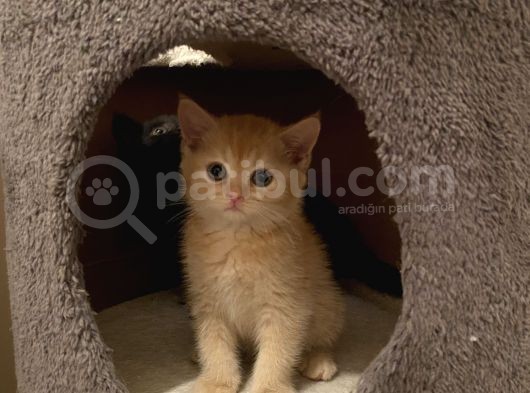 5 British Shorthair Yavrumuz