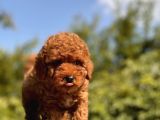 Red Toy Poodle Yavrular