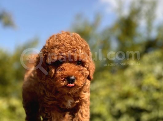 Red Toy Poodle Yavrular
