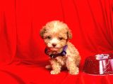 Teacup Maltipoo F2 Orjinal Yavrular