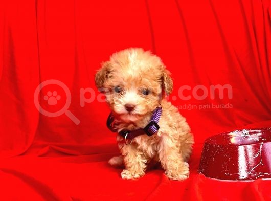 Teacup Maltipoo F2 Orjinal Yavrular görsel