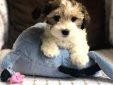 Yakışıklı Morkie