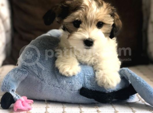 Yakışıklı Morkie