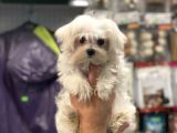 Kore Kan Dişi Maltese Terrier Yavrumuz
