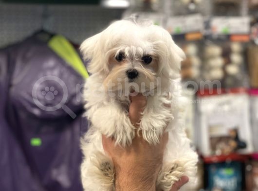 Kore Kan Dişi Maltese Terrier Yavrumuz görsel