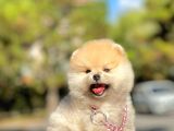 Ayıcık Surat Boo Pomeranian Yavrular