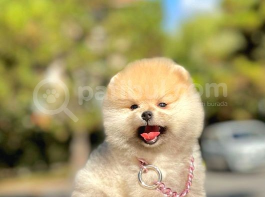 Ayıcık Surat Boo Pomeranian Yavrular görsel
