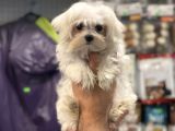 Kore Kan Dişi Maltese Terrier Yavrumuz