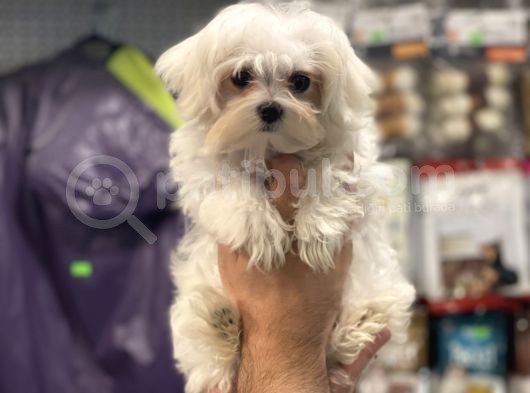Kore Kan Dişi Maltese Terrier Yavrumuz görsel