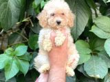 Apricot Kayısı Renk Dişi Toy Poodle Bebek
