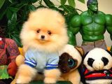 Pomeranian Boo Yavrularımız