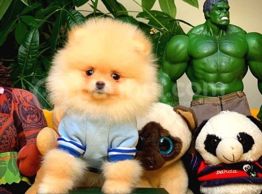 Pomeranian Boo Yavrularımız
