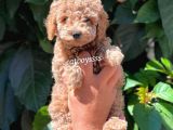Light Red Dişi Toy Poodle Yavrumuz