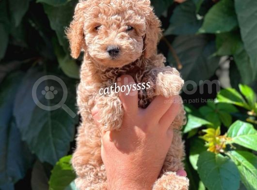 Light Red Dişi Toy Poodle Yavrumuz