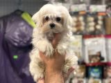 Kore Kan Dişi Maltese Terrier Yavrumuz