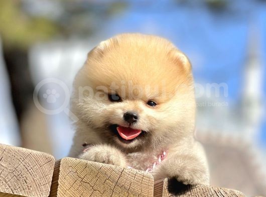 Pomeranian Boo Teddy Bear Safkan Ayicik Surat Yavrularımız