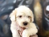 Orjinal Maltipoo Yavrular