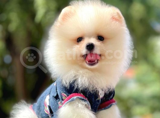 Pomeranian Boo Yavruları görsel