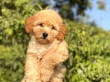 Toy Poodle Bebekler