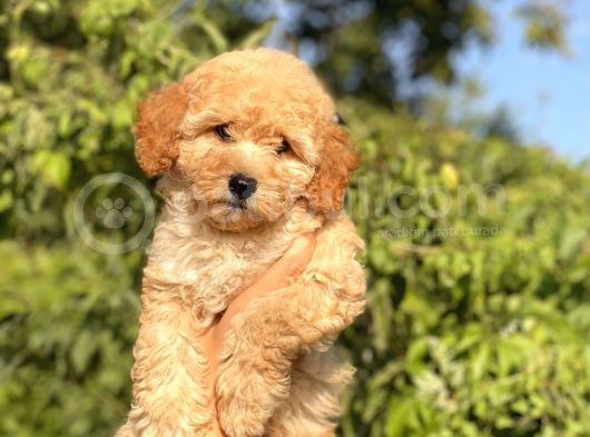 Toy Poodle Bebekler görsel