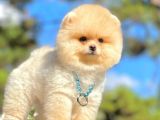 Ayıcık Surat Boo Pomeranian Yavrular