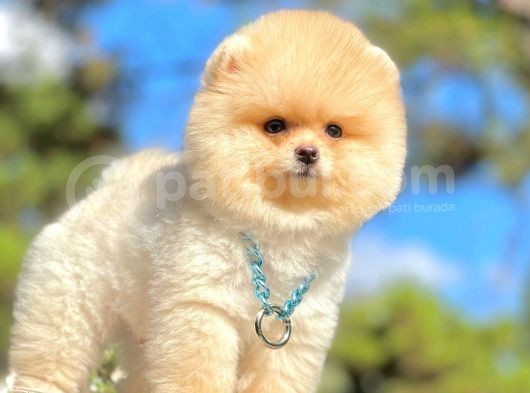 Ayıcık Surat Boo Pomeranian Yavrular