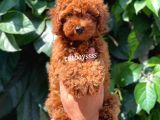 Red Brown Kızıl Renk Erkek Toy Poodle Bebeğimiz