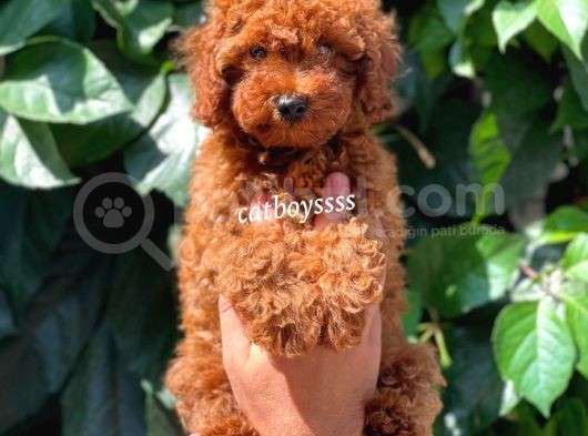 Red Brown Kızıl Renk Erkek Toy Poodle Bebeğimiz