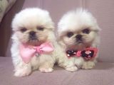 Orjinal Imperial Pekinez Yavrular