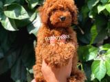 Red Brown Kızıl Renk Erkek Toy Poodle Bebeğimiz