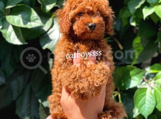 Red Brown Kızıl Renk Erkek Toy Poodle Bebeğimiz görsel