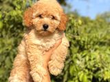 Toy Poodle Bebekler