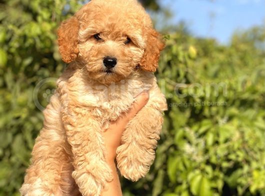 Toy Poodle Bebekler